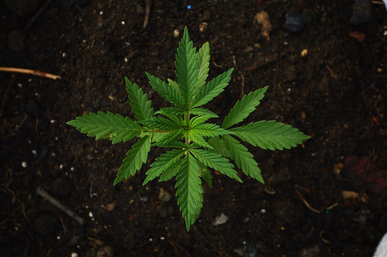 Legal Marijuana
